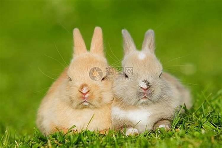 两只兔子合婚吗？