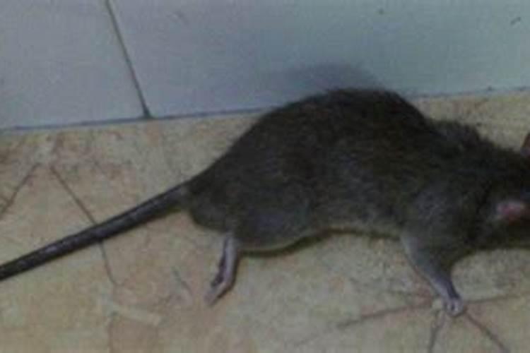 梦见死老鼠是什么情况？
